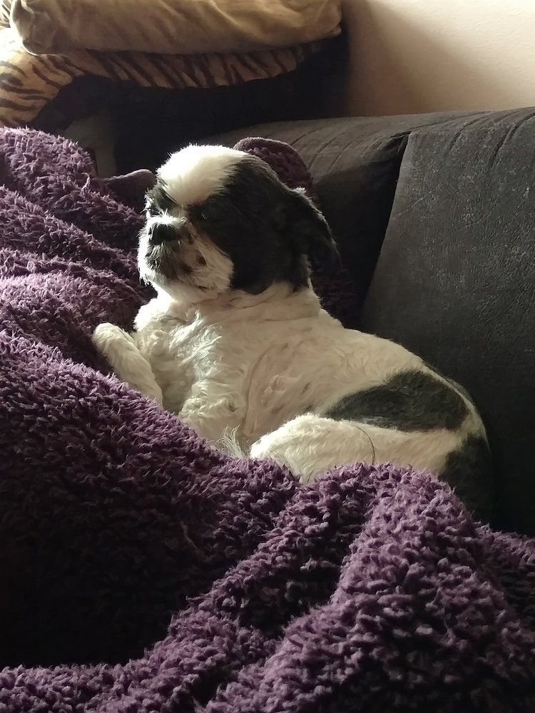 Small black and white dog resting on a purple blanket on a couch.