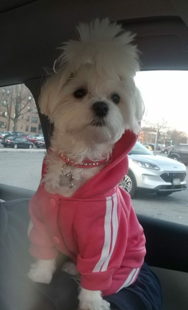 White dog in pink hoodie, sitting in a car, looking forward.