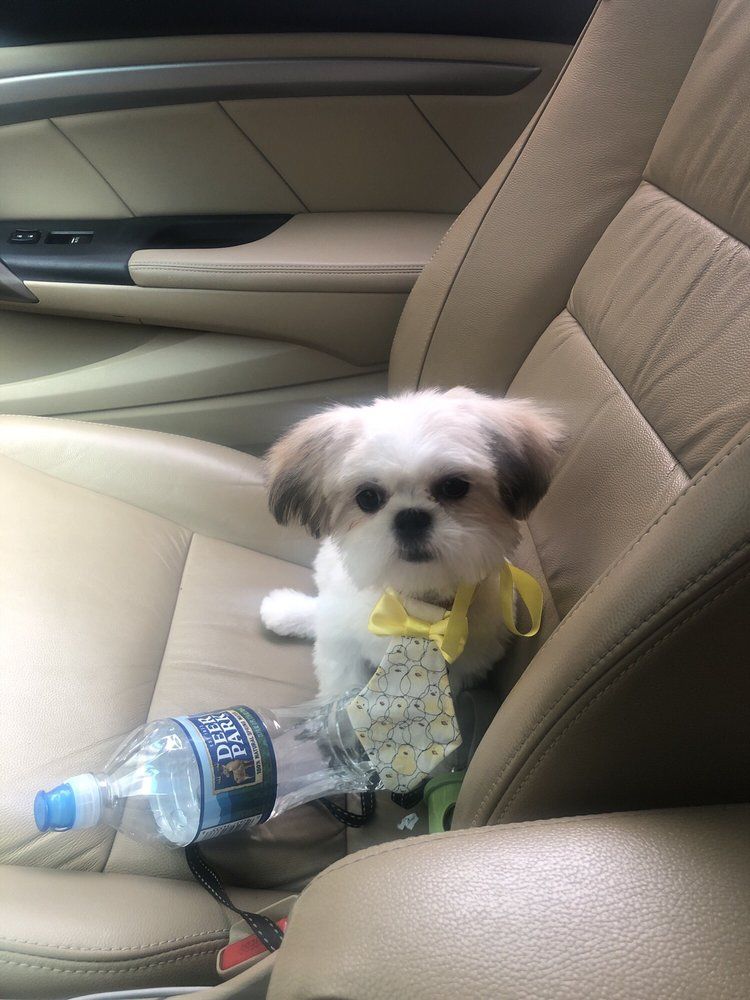 Shih Tzu dog in car seat, wearing yellow bow, near water bottle and map.