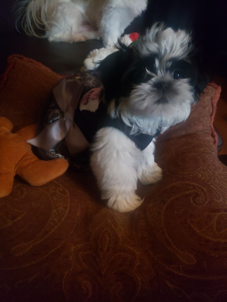 Black and white Shih Tzu puppy wearing a black outfit sits on a brown patterned pillow.