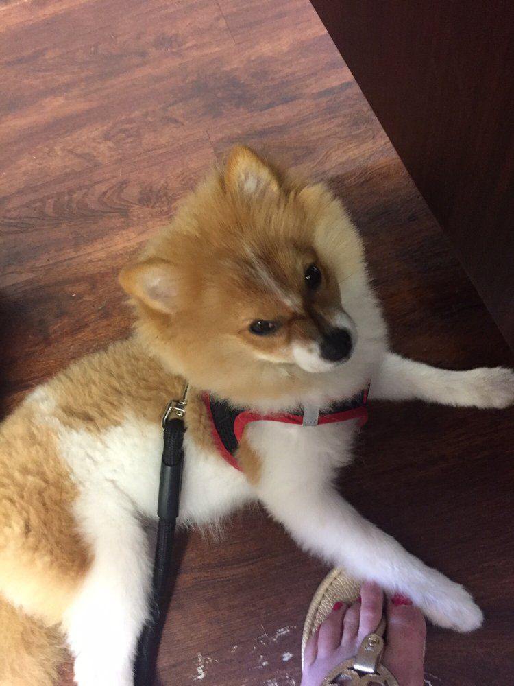 Pomeranian dog with tan and white fur wearing a red harness lies on a wood floor, looking upwards.