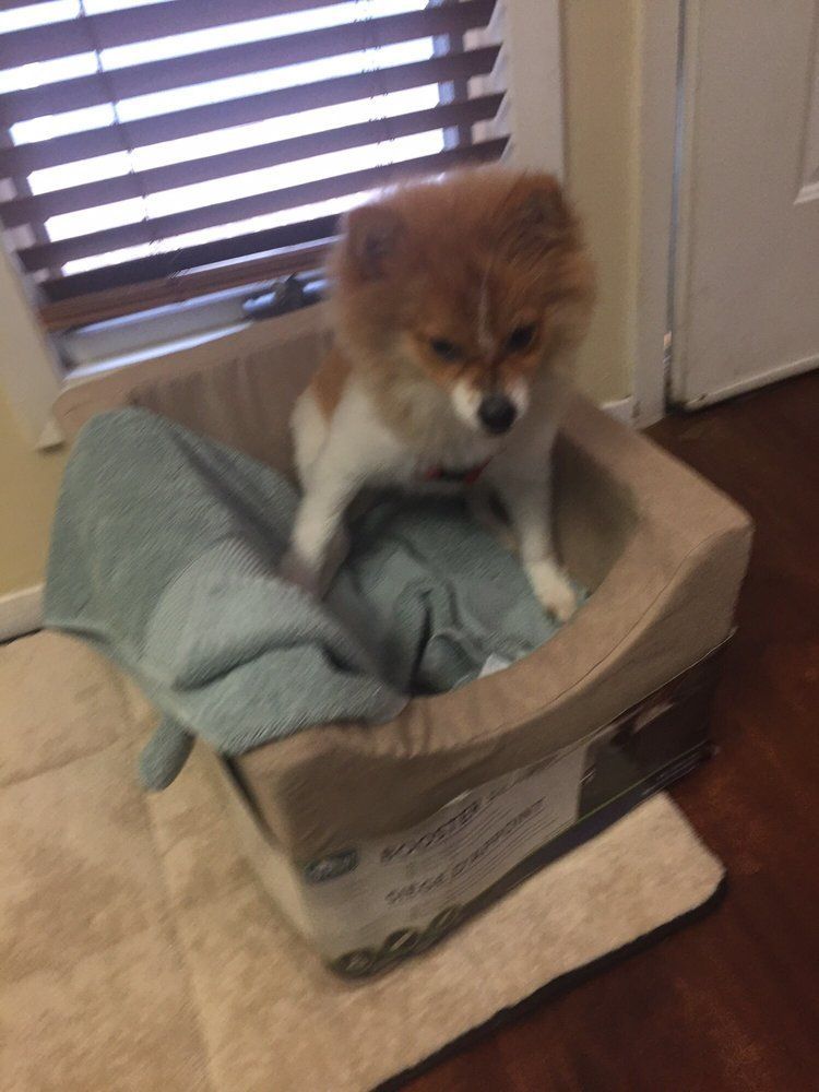 Pomeranian dog sits in a tan dog bed with a blue blanket. Dog is white and brown, looking down.