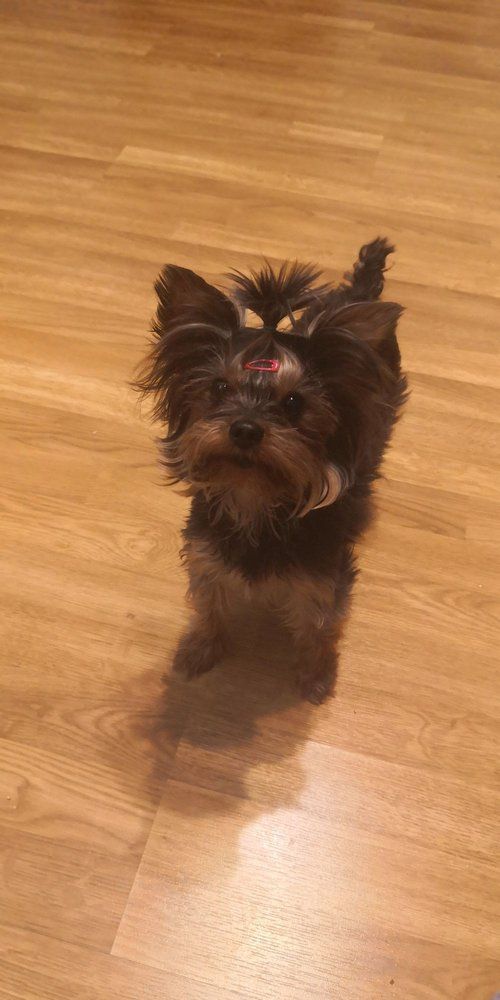 A Yorkshire Terrier puppy with a pink bow stands on a wood floor.