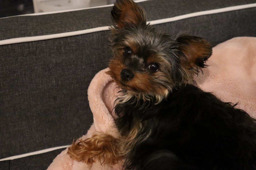 Yorkshire Terrier puppy with brown and black fur resting on a pink blanket.
