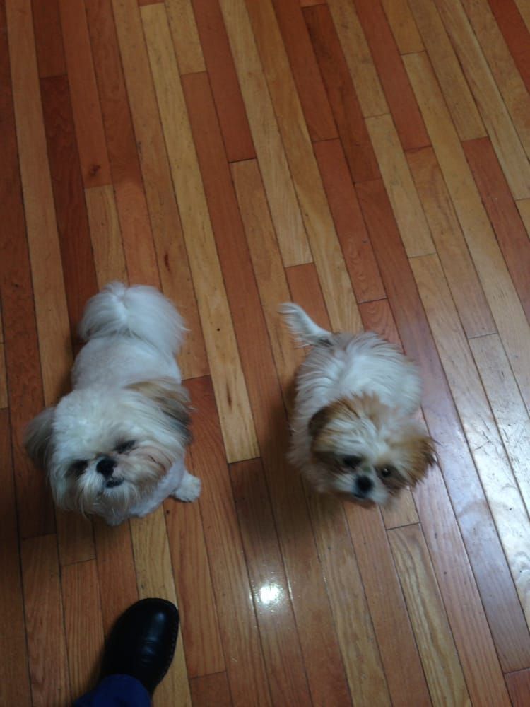Two fluffy dogs with white and tan fur on a wooden floor, looking upwards.