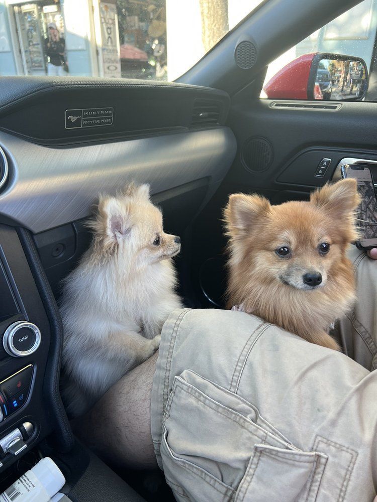 Two Pomeranian dogs sit inside a car, looking out, one on a person's lap.