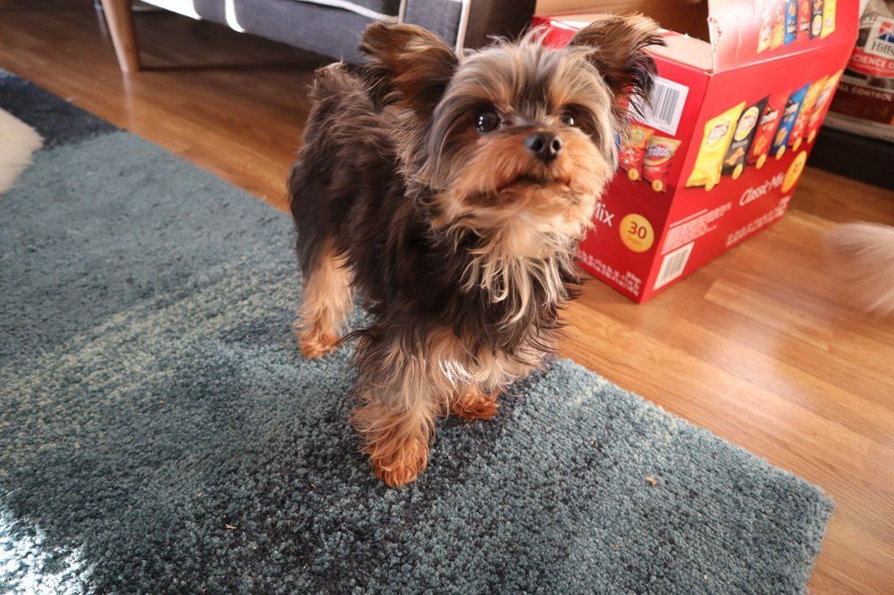 Yorkshire Terrier stands on blue rug, looking at the viewer. A red snack box is nearby.