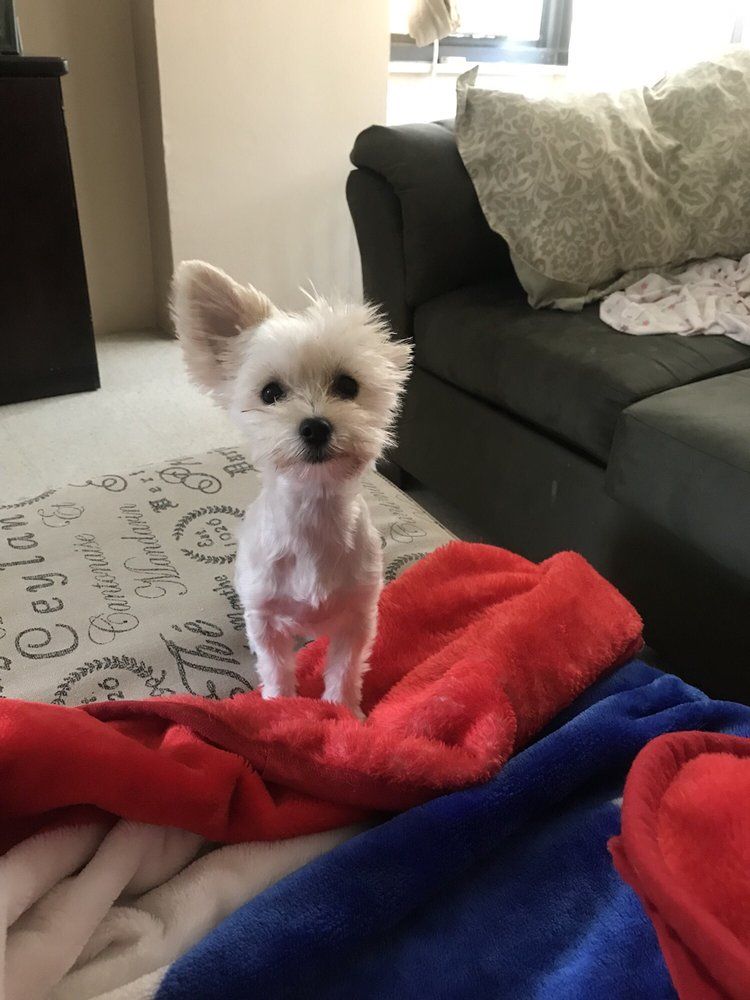 White dog with one ear perked up standing on a red, white, and blue blanket; couch in background.