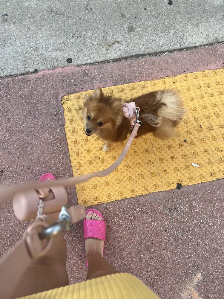 Small brown dog on leash next to pink-clad feet, standing on textured yellow mat on sidewalk.