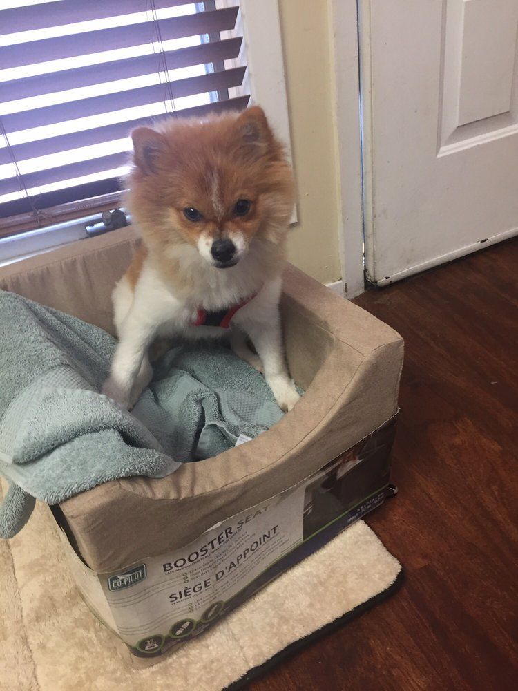 Small Pomeranian dog sitting in a booster seat, looking at the camera with a stern expression.