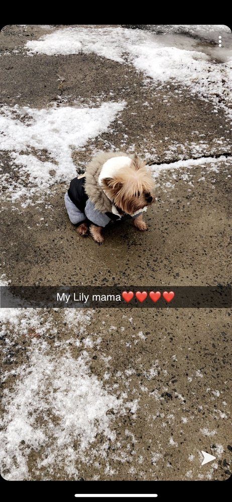 Small dog wearing a coat sits on a concrete surface with snow. Text reads: 