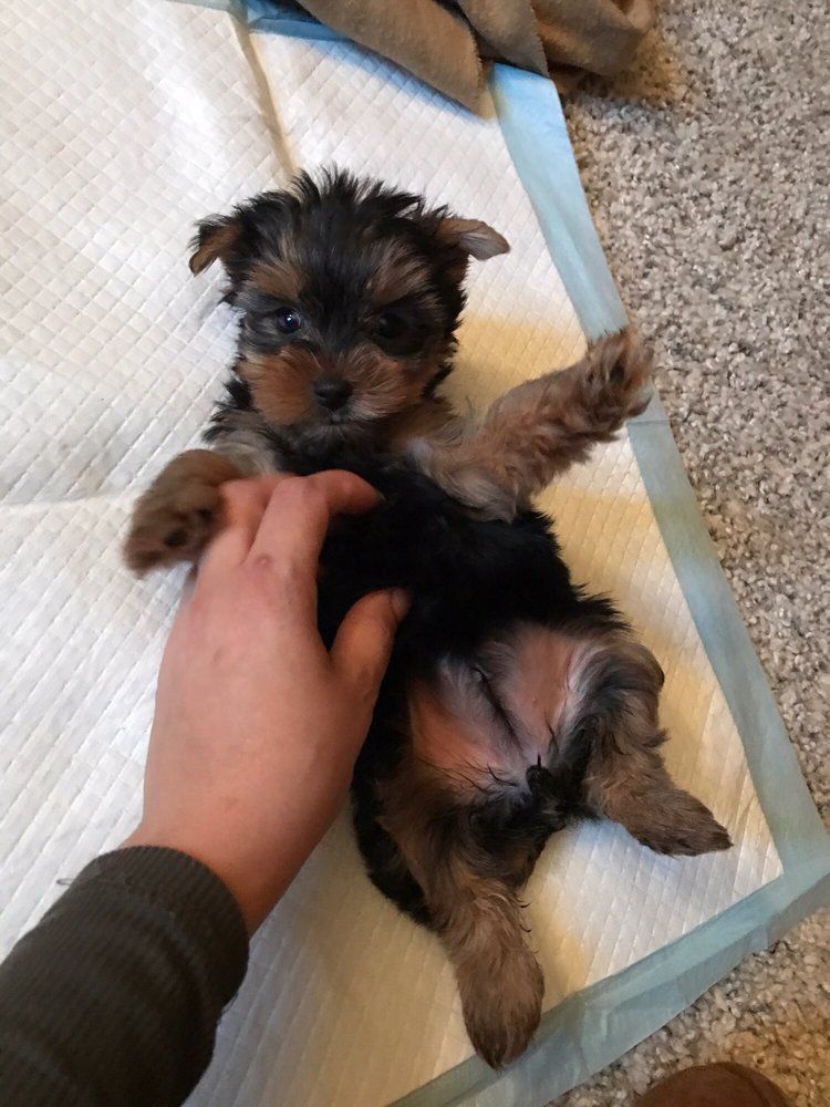Yorkshire Terrier puppy lying on its back, being petted.