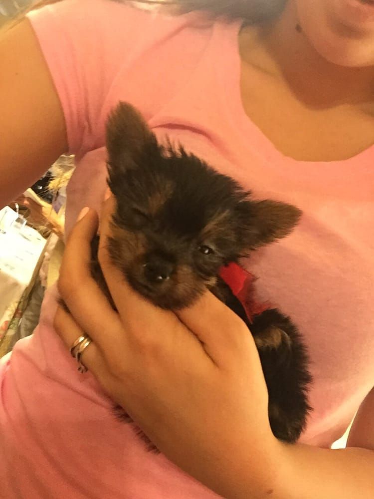 Small black and brown puppy held in a person's hands wearing a pink shirt.