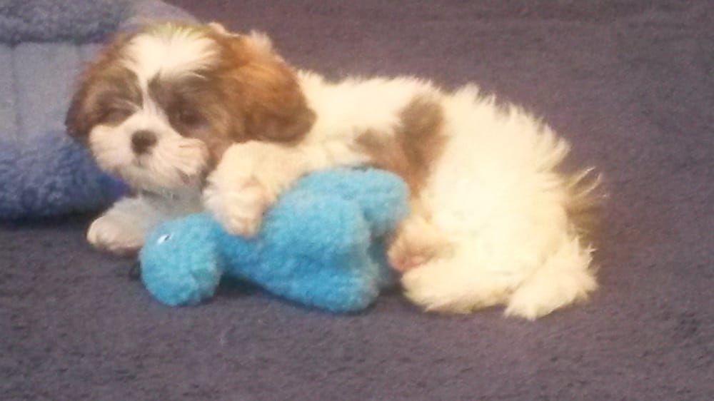 Fluffy white and brown puppy lying down, hugging a blue stuffed toy.