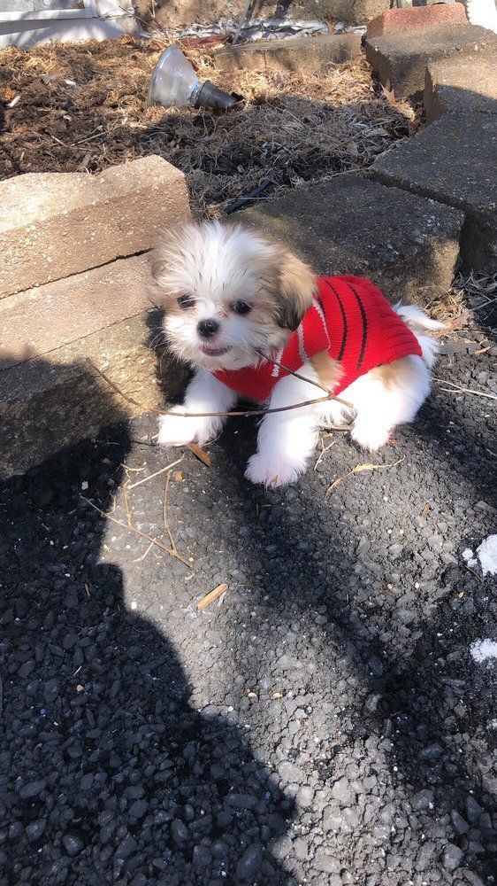Fluffy white and brown puppy wearing a red shirt, sitting outdoors on a dark surface near bricks.