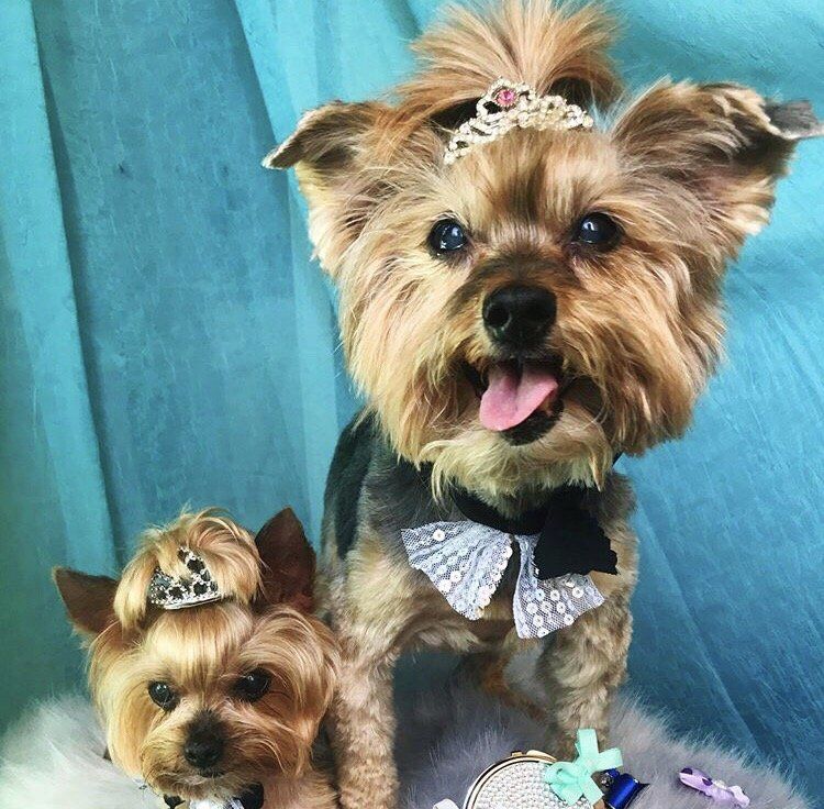 Two Yorkshire Terriers wearing tiaras and bow ties, posing in front of a blue backdrop with fluffy accents.