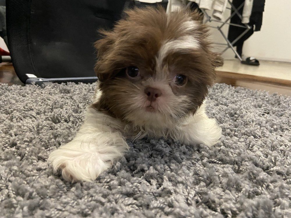 Brown and white Shih Tzu puppy lying on a gray rug, looking at the viewer.