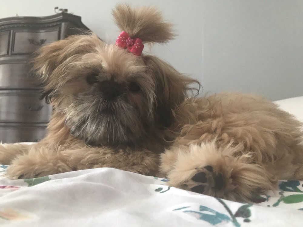 Brown Shih Tzu dog with a pink bow, resting on a bed with floral sheets.