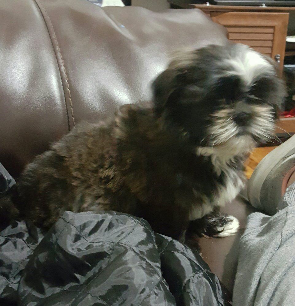 Small black and white fluffy dog sitting on a dark brown leather couch, resting on dark fabric.