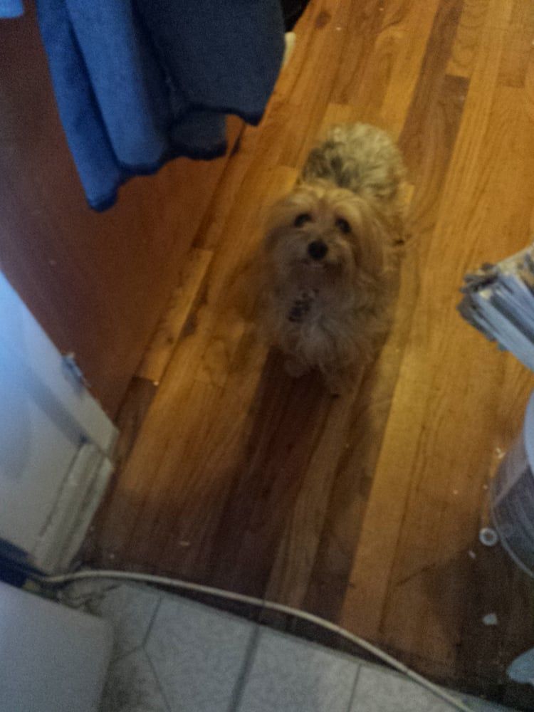 Small, tan dog standing on wooden floor, looking upwards.