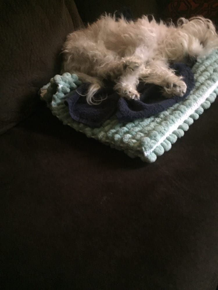 White dog sleeping on a blue and green blanket on a black couch.