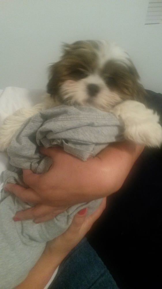 Shih Tzu puppy held in someone's arms, wearing a grey shirt. The puppy has brown and white fur.