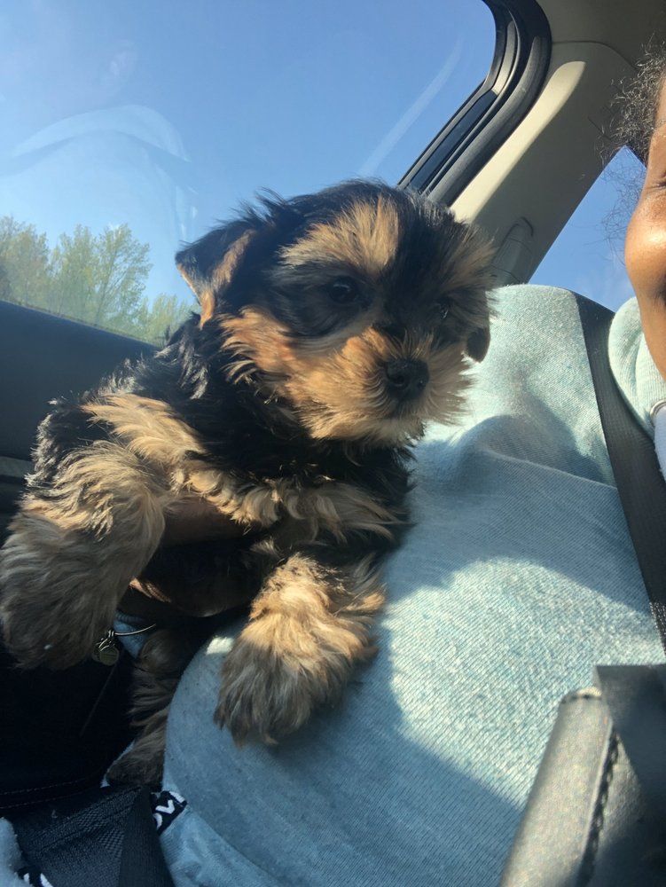Small Yorkshire Terrier puppy sitting on someone's lap in a car, looking forward.
