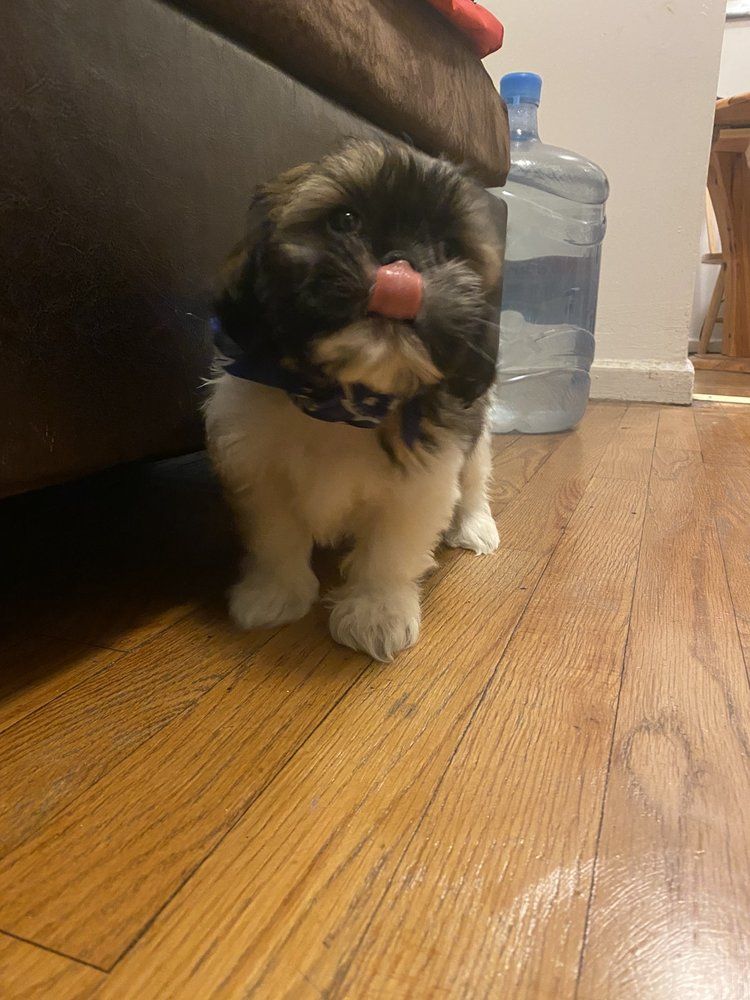 Small, fluffy Shih Tzu puppy with black and white fur stands on hardwood floor.