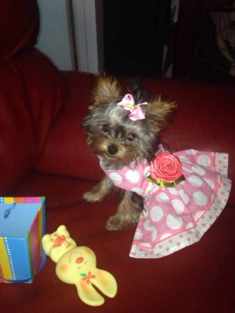 Yorkshire Terrier puppy in a pink polka dot dress with a bow on its head, sitting on a red couch.