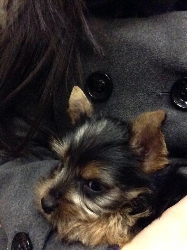 Yorkshire Terrier puppy nestled against a person in a gray coat. Black, tan, and brown fur.