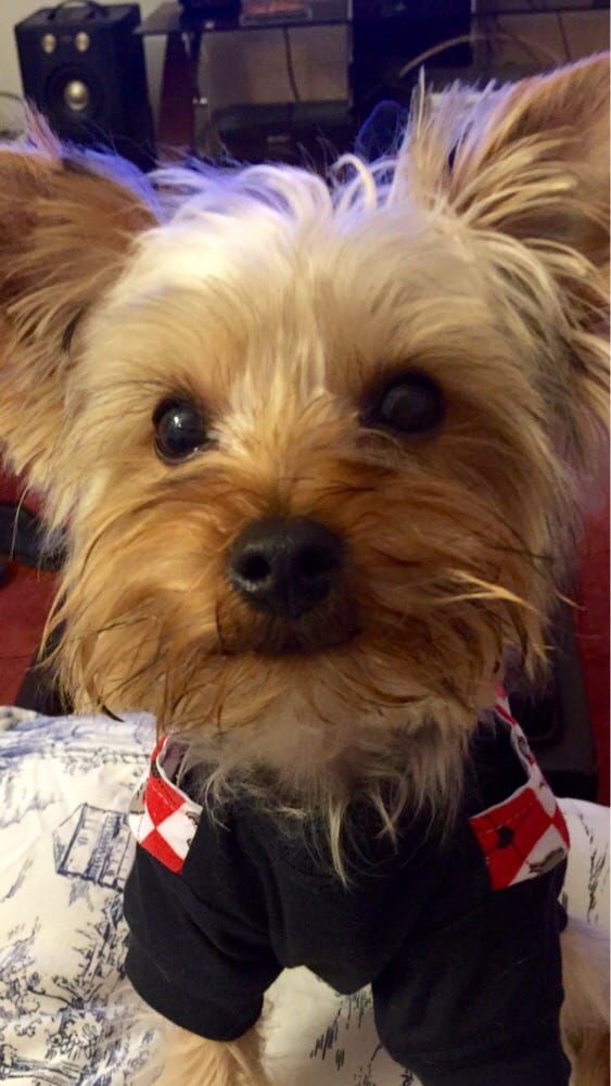Yorkshire Terrier wearing a black shirt with red and white diamond-shaped accents, looking at the camera.