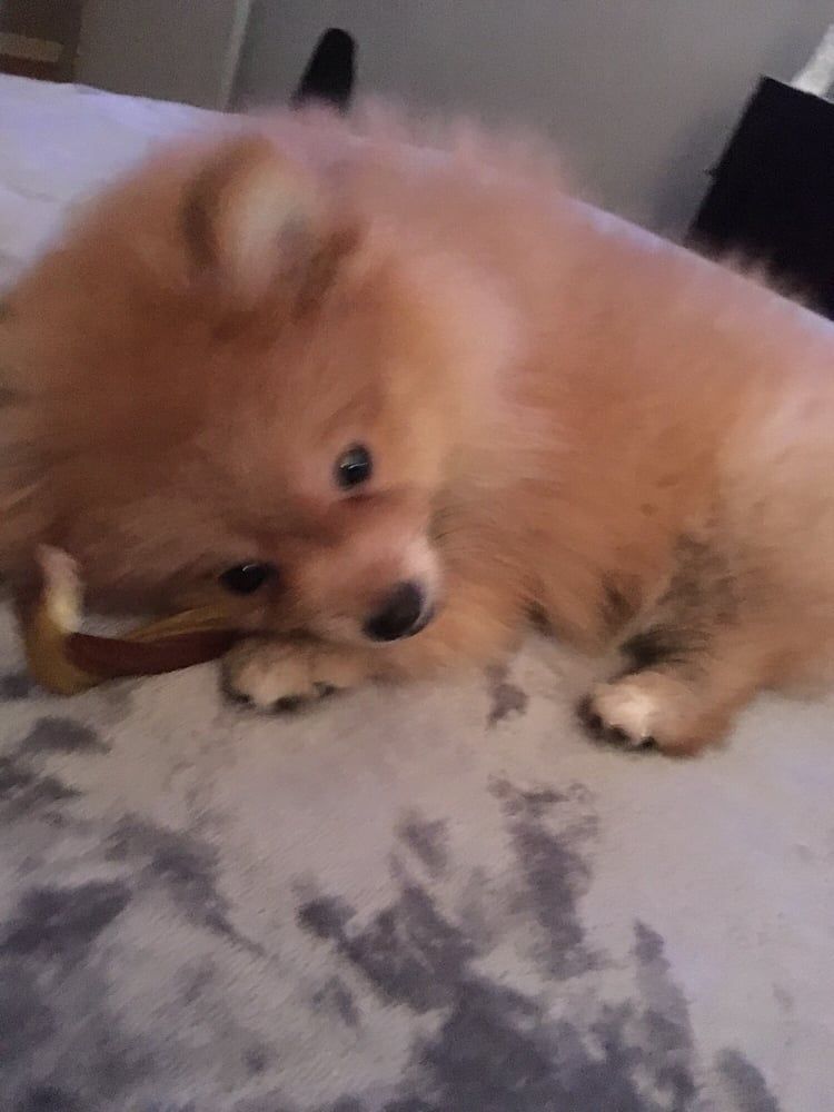 Tan Pomeranian dog lying on a patterned surface, chewing on a bone.