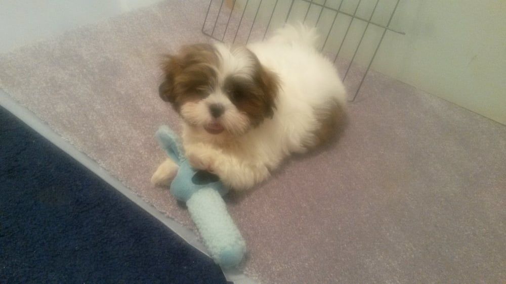 Fluffy white and brown puppy holding a blue toy, sitting on a gray mat.