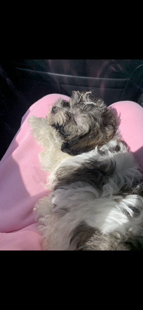 A small, fluffy dog with gray and white fur resting on a person's pink-clad legs in sunlight.