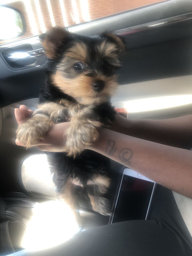 Yorkshire Terrier puppy held in hands, in a car. Black and tan fur, looking forward.