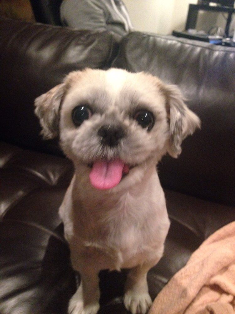 Smiling light-colored dog with a short haircut, pink tongue out, sitting on a brown leather couch.