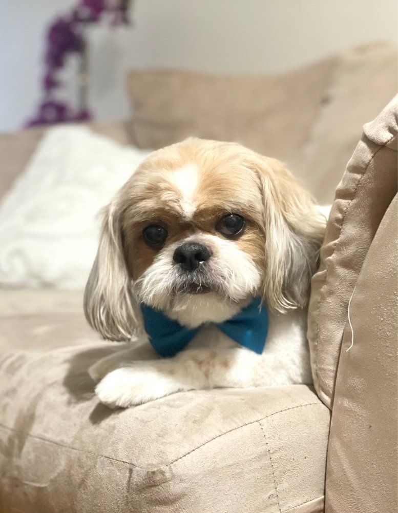 Shih Tzu dog wearing a teal bow tie, sitting on a beige couch, looking forward.