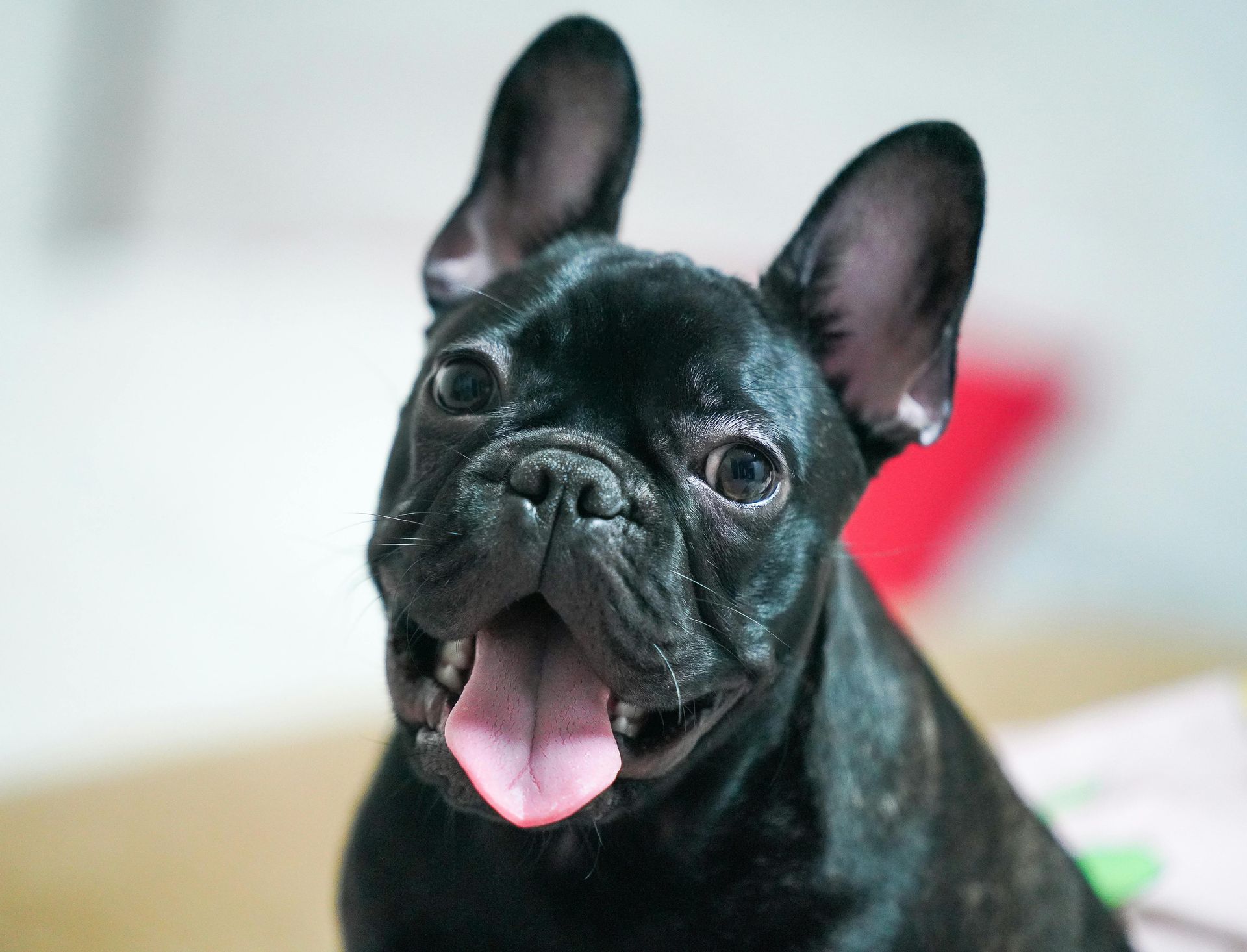Black French bulldog with a happy expression, pink tongue visible, indoors.