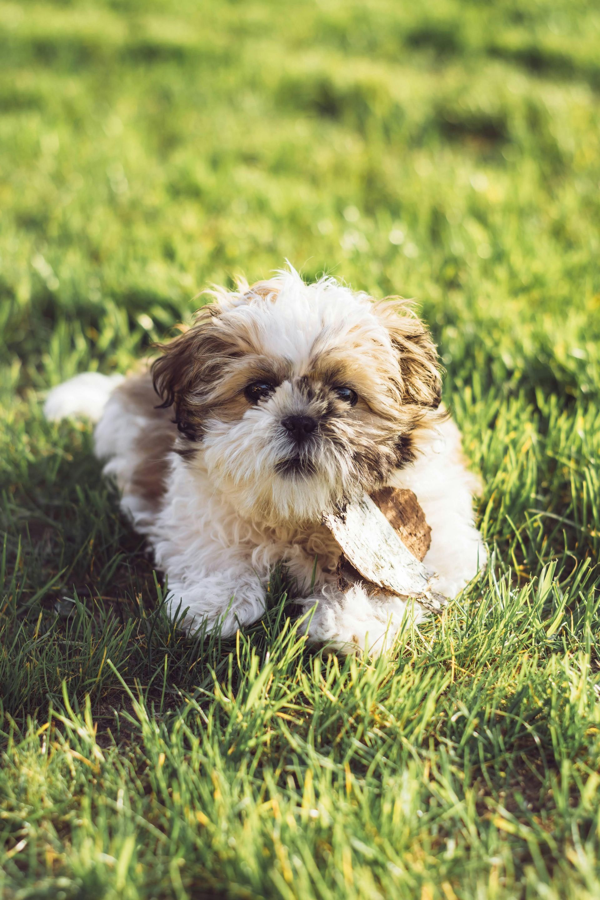 Fluffy Shih Tzu puppy in brown and white, lying in green grass, holding a leaf.