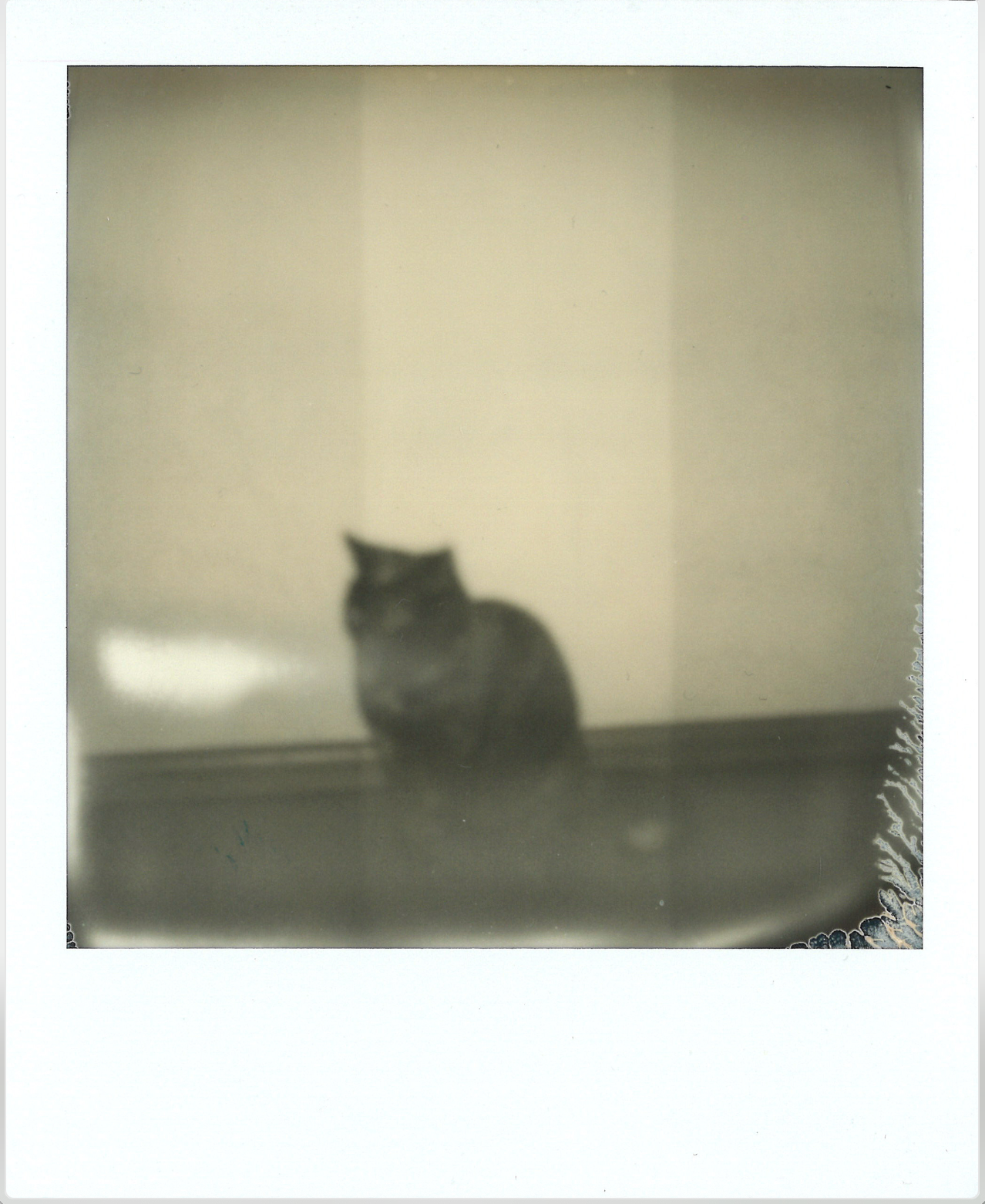 SUNouSAN - visual artist - cat - polaroid art