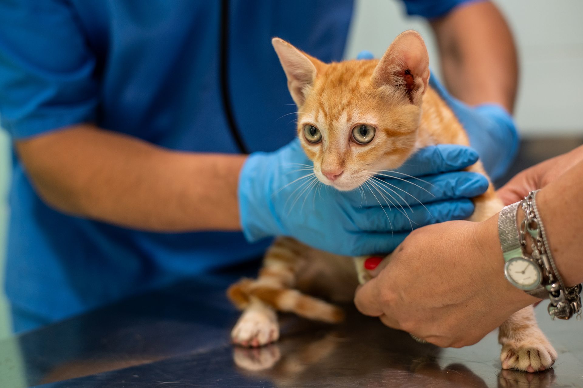 Un gatto viene visitato da un veterinario in una clinica veterinaria.