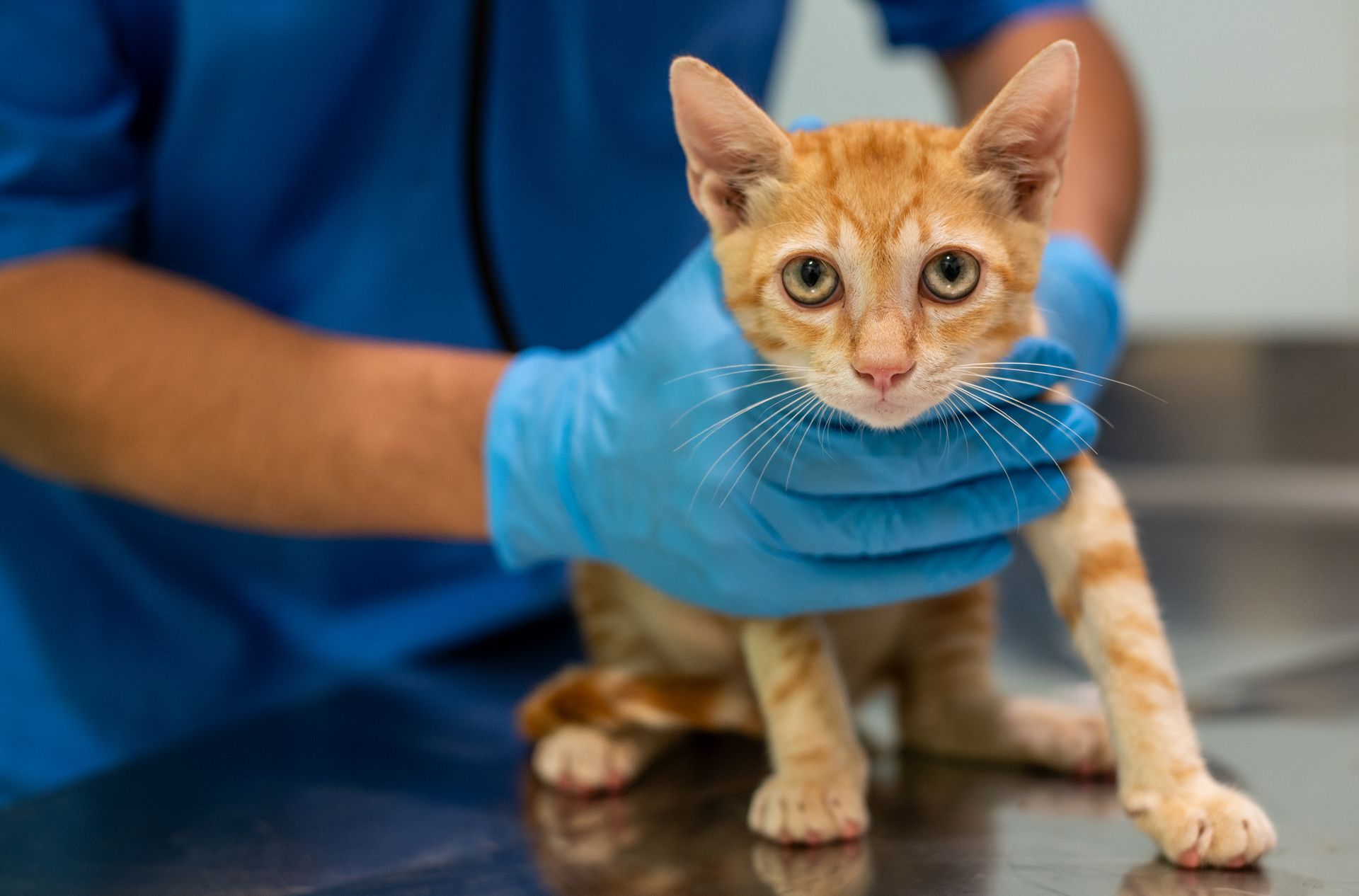 Gatto cucciolo con verminosi