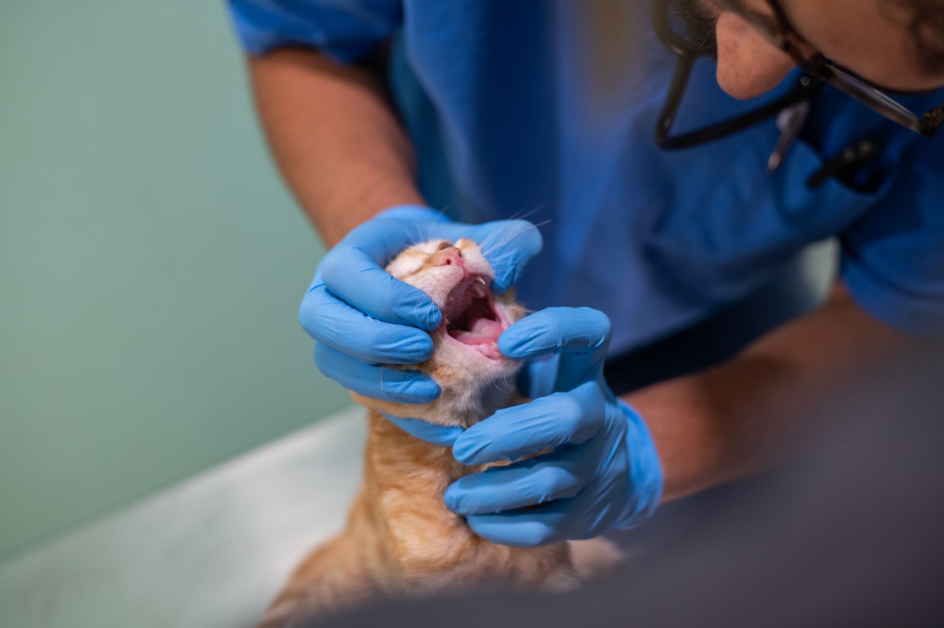 Un veterinario sta esaminando i denti di un gatto.