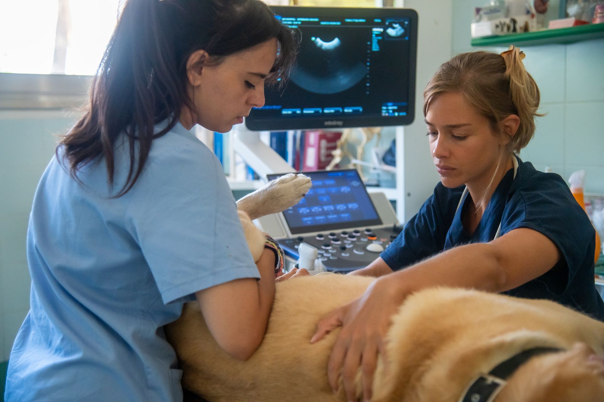 Due veterinarie stanno esaminando un cane con un ecografo.