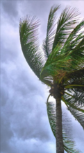 palm tree blowing in the wind right before it is about to storm