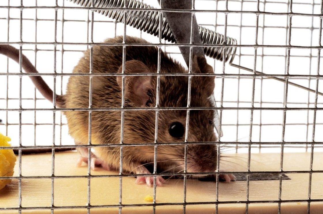 An image of Rodent Services in Garland, TX