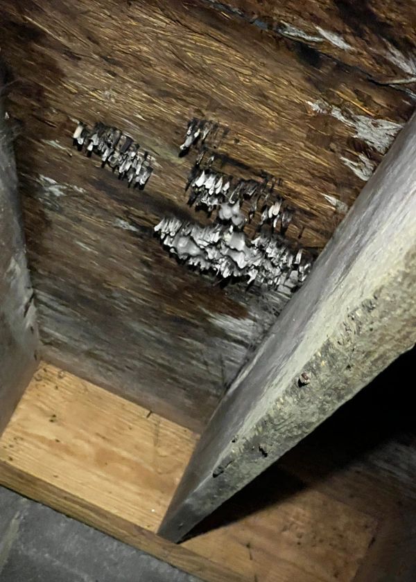 A close up of a wooden ceiling with a lot of mould on it.