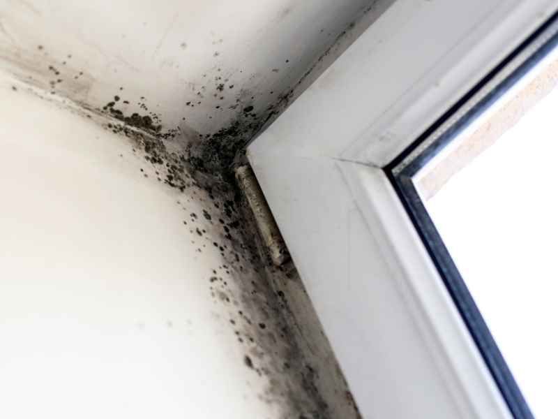 A close up of a window with black mold growing on it.
