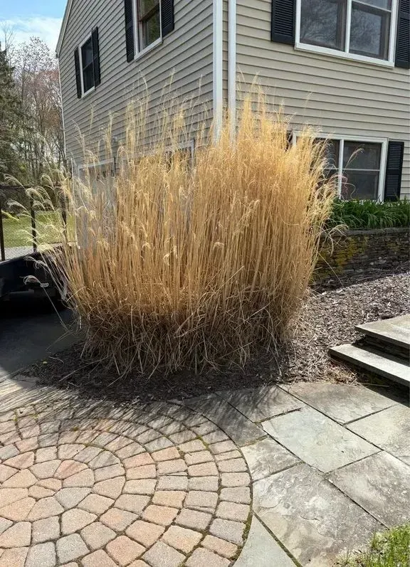 Tall tan ornamental grass beside a house, next to a brick and stone patio.