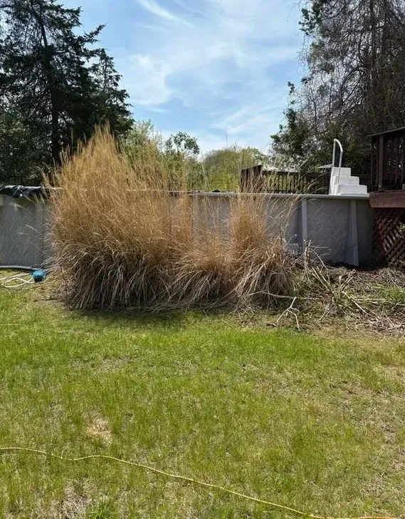 Backyard with tall dry ornamental grass beside a concrete wall and grassy lawn